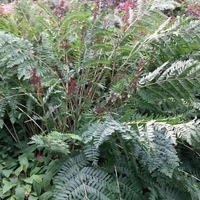 Osmunda regalis 